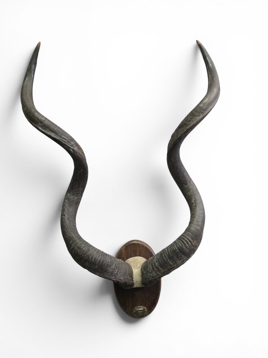 African Greater Kudu Trophy With Original Identification Tag, Mozambique, 1966-photo-4
