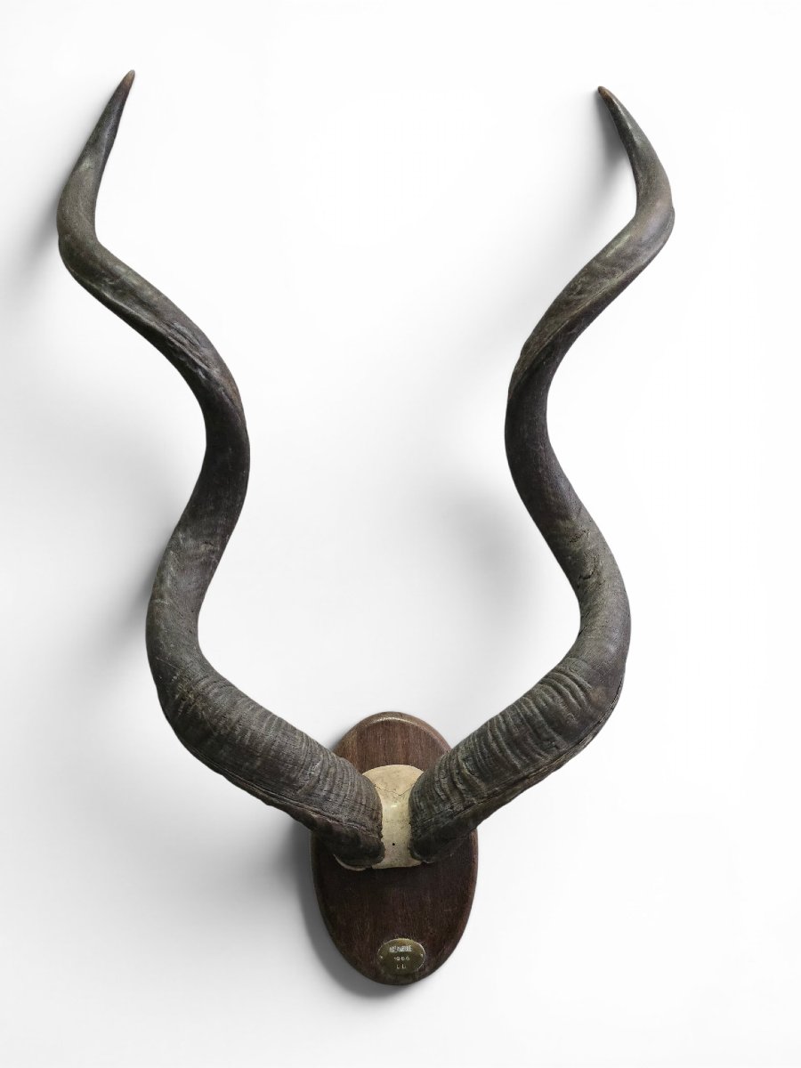 African Greater Kudu Trophy With Original Identification Tag, Mozambique, 1966-photo-5