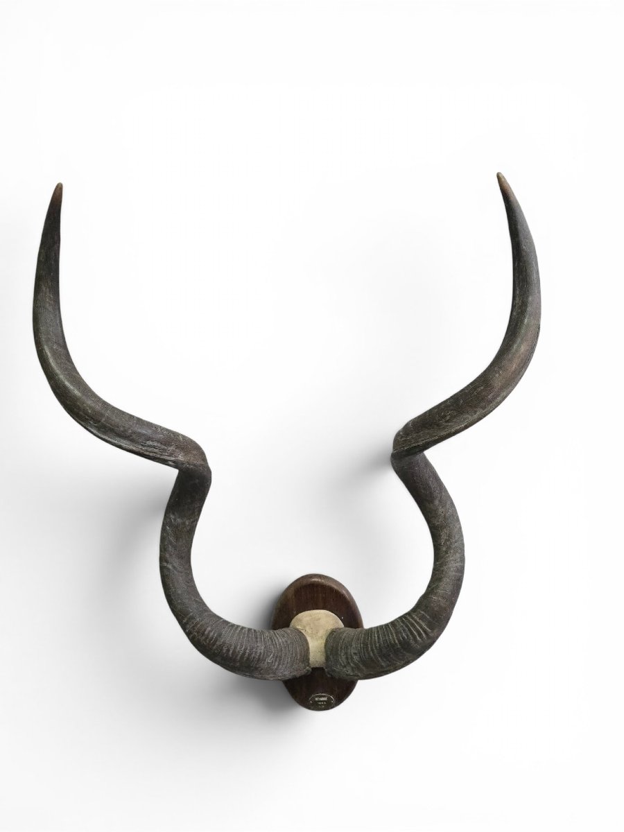 African Greater Kudu Trophy With Original Identification Tag, Mozambique, 1966