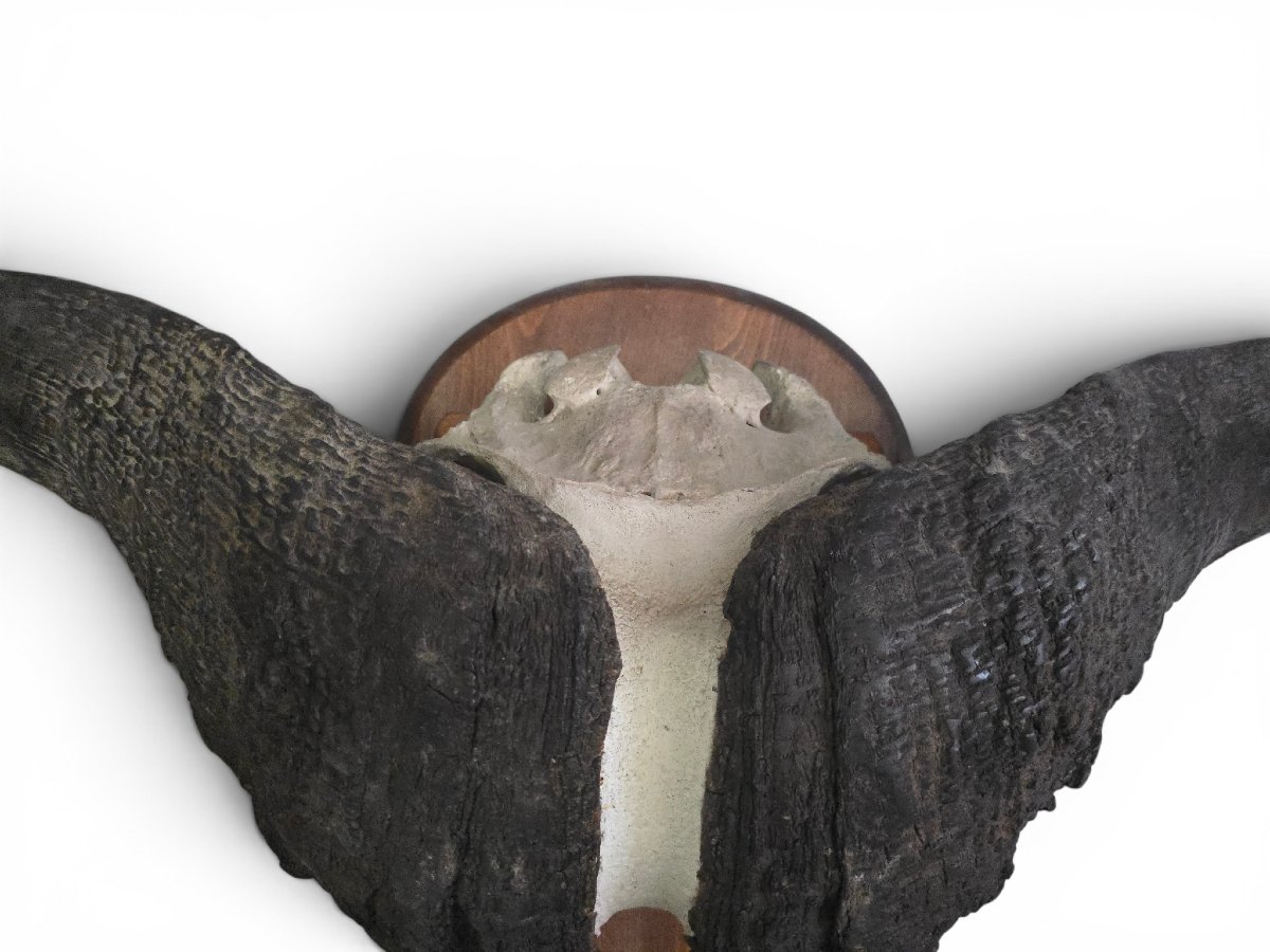 African Buffalo Trophy, Mozambique, 1960s-photo-2