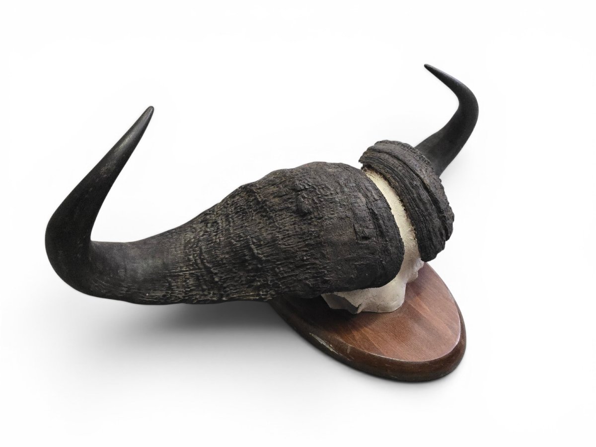 African Buffalo Trophy, Mozambique, 1960s-photo-2
