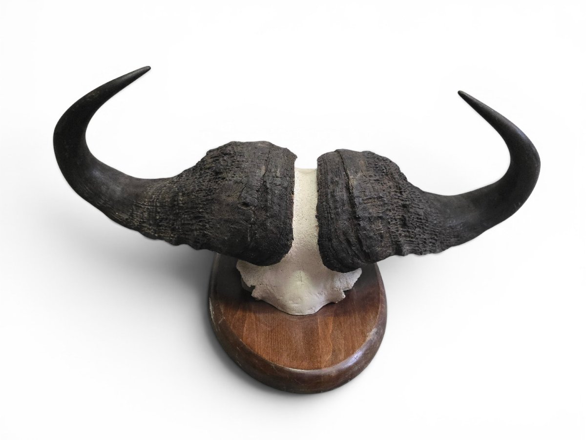 African Buffalo Trophy, Mozambique, 1960s-photo-3