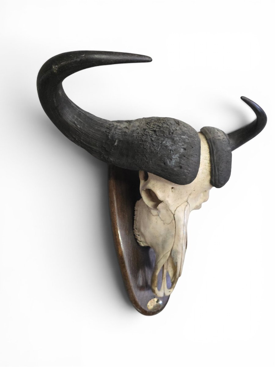 Trophée de buffle d'Afrique avec plaque d'identification d'origine, Mozambique, 1966-photo-2