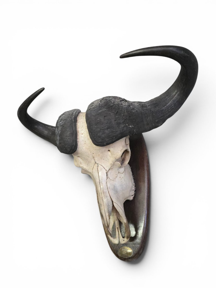 Trophée de buffle d'Afrique avec plaque d'identification d'origine, Mozambique, 1966-photo-3