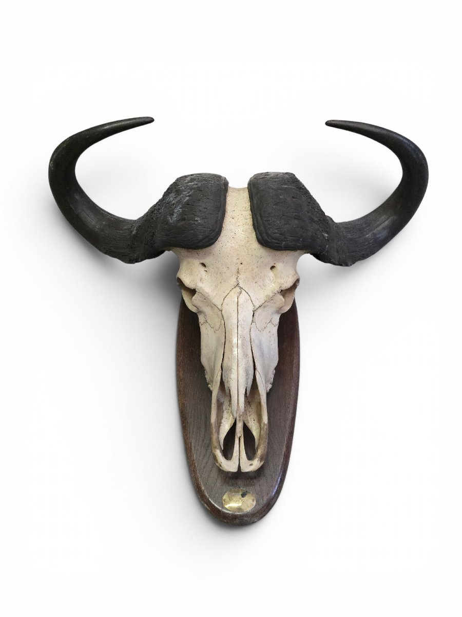 Trophée de buffle d'Afrique avec plaque d'identification d'origine, Mozambique, 1966-photo-4
