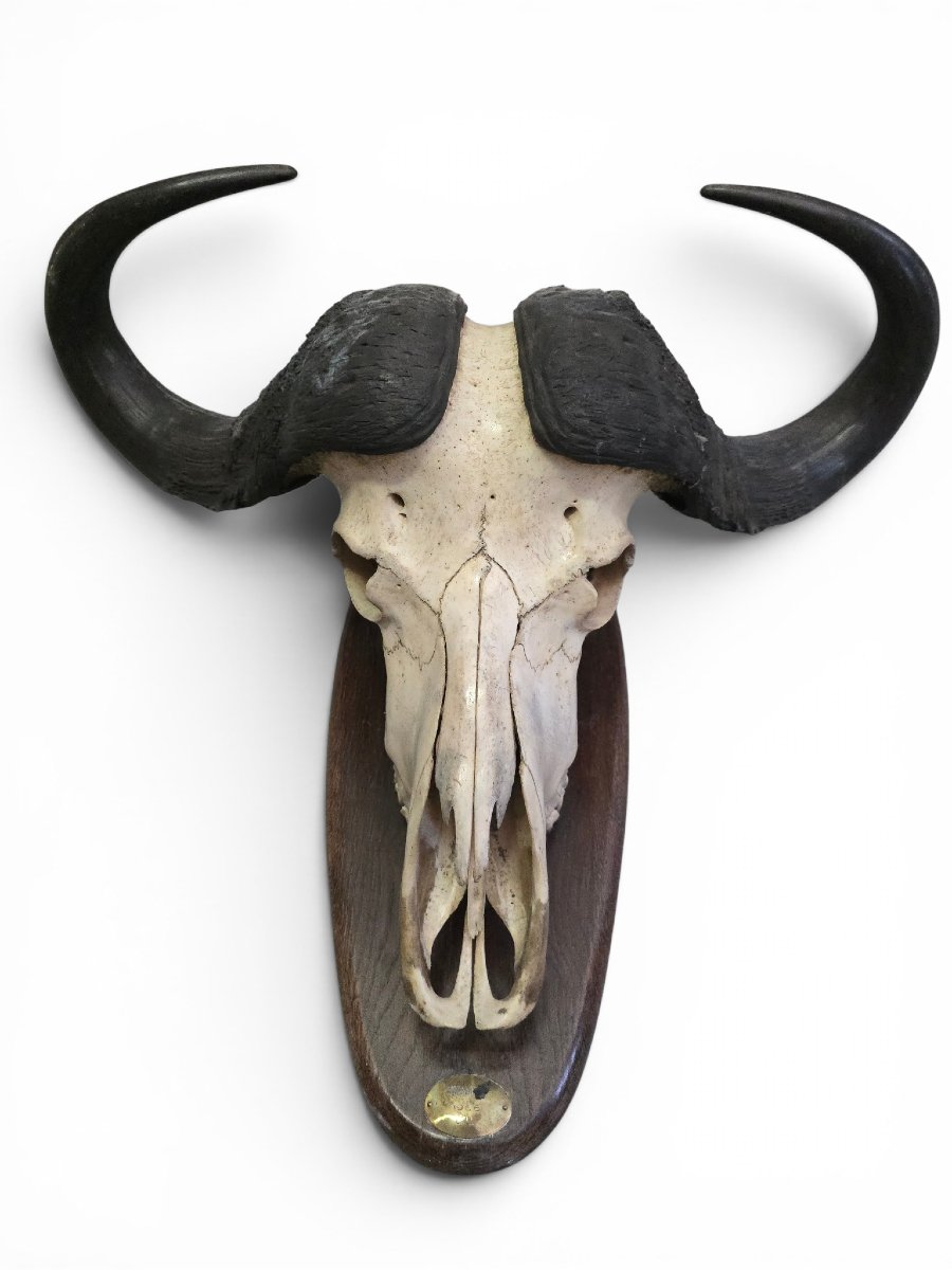 Trophée de buffle d'Afrique avec plaque d'identification d'origine, Mozambique, 1966-photo-2