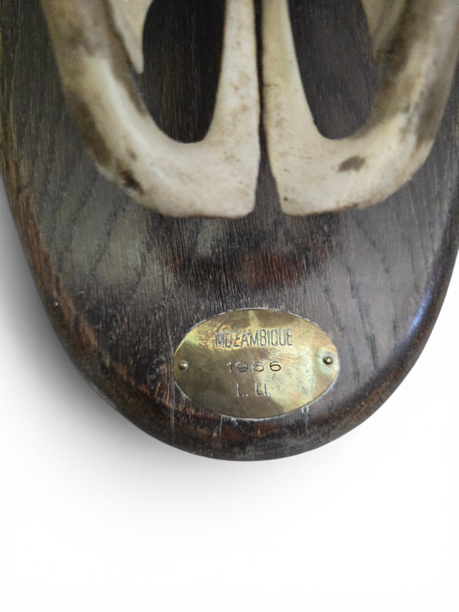 Trophée de buffle d'Afrique avec plaque d'identification d'origine, Mozambique, 1966-photo-3