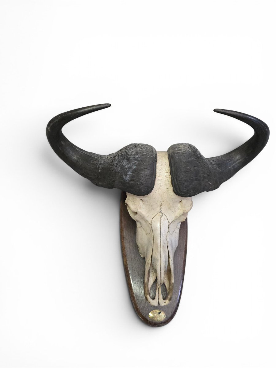 Trophée de buffle d'Afrique avec plaque d'identification d'origine, Mozambique, 1966