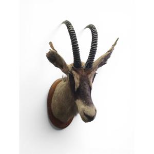 Trophée d'antilope sable naturalisée, Afrique, années 1960