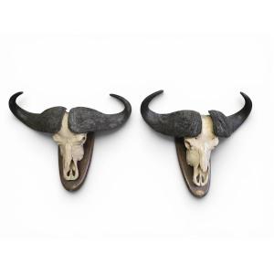 Paire de trophées de buffles d'Afrique, Mozambique, 1966