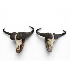 Paire de trophées de buffles d'Afrique, Mozambique, 1967