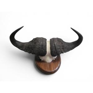 Trophée de buffle d'Afrique, Mozambique, années 1960
