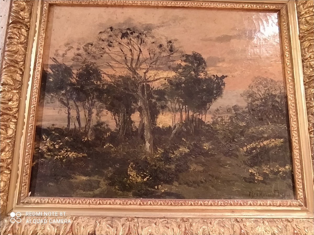 Forest Landscape By F.umoulin