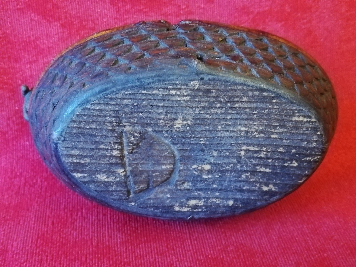 Rat-tail Snuffbox-photo-6