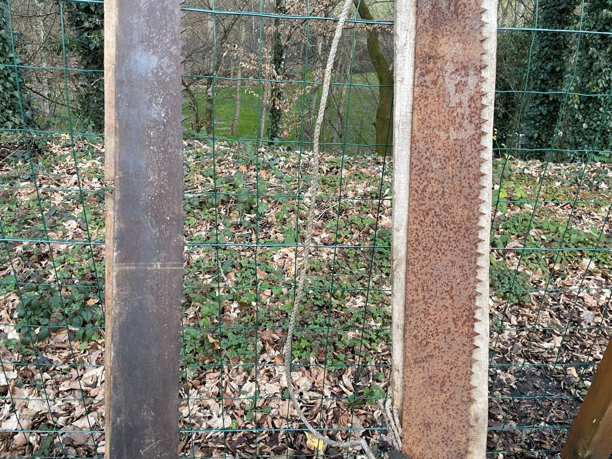 2 vielles scies de bucherons Bressans -photo-2