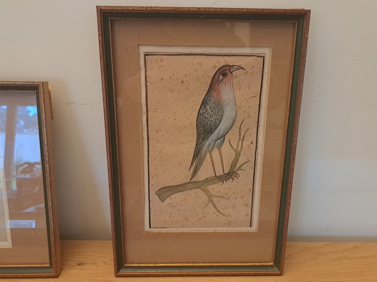 Suite Of 6 Gouaches, Birds, Early 20th Century.-photo-2