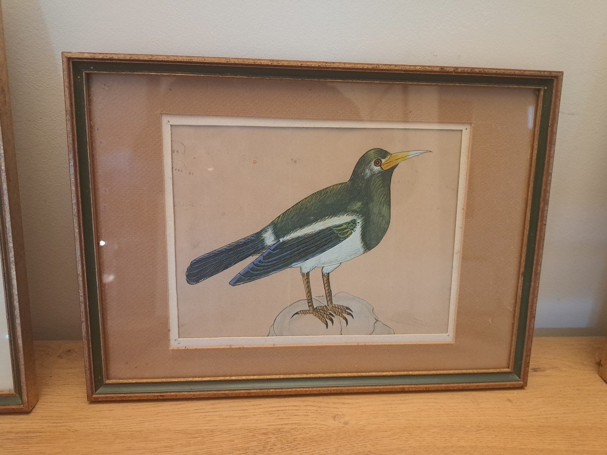 Suite Of 6 Gouaches, Birds, Early 20th Century.-photo-3