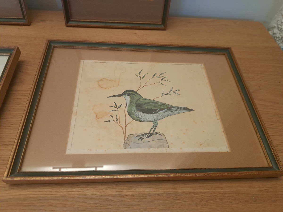 Suite Of 6 Gouaches, Birds, Early 20th Century.-photo-4