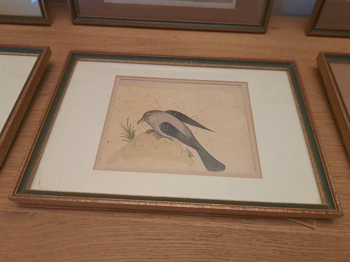Suite Of 6 Gouaches, Birds, Early 20th Century.-photo-5