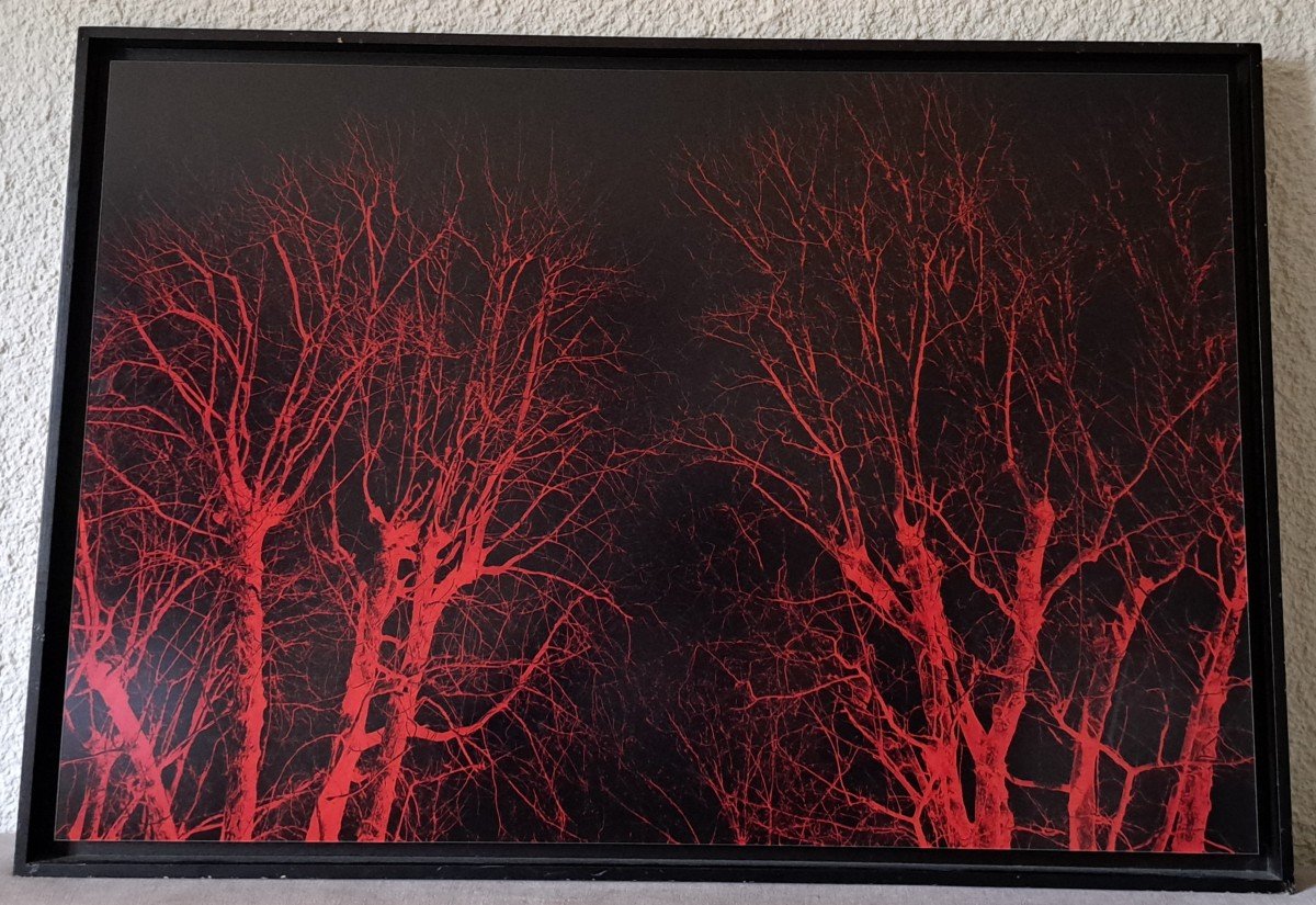 Eric Neveu , "bois Rouge" , Photographie , XX°. -photo-1