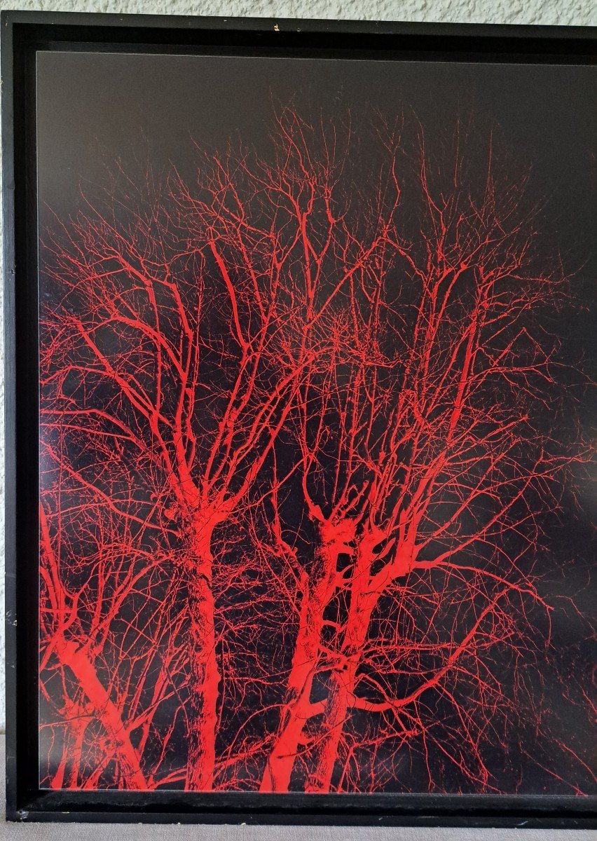 Eric Neveu , "bois Rouge" , Photographie , XX°. -photo-4