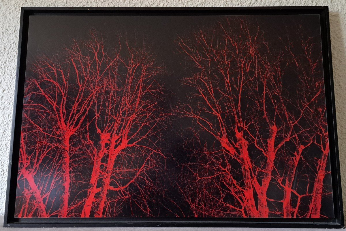 Eric Neveu , "bois Rouge" , Photographie , XX°. 