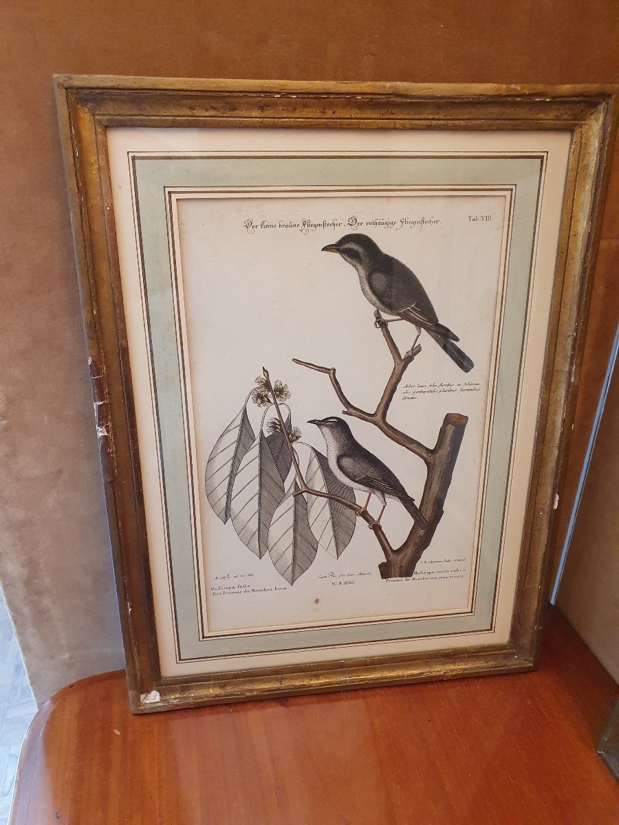 Paire De Gravures , Oiseaux , JM Seligmann , Papier , XVIII°. -photo-4