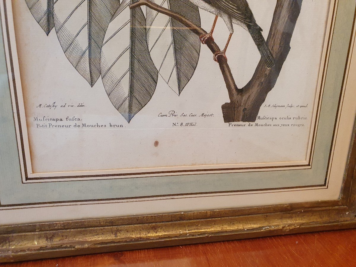Paire De Gravures , Oiseaux , JM Seligmann , Papier , XVIII°. -photo-1