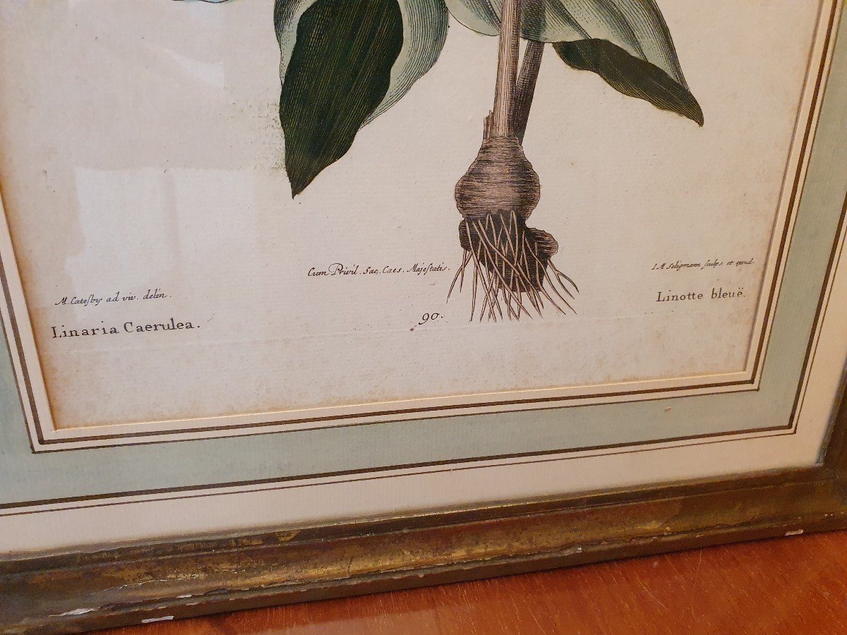 Paire De Gravures , Oiseaux , JM Seligmann , Papier , XVIII°. -photo-4