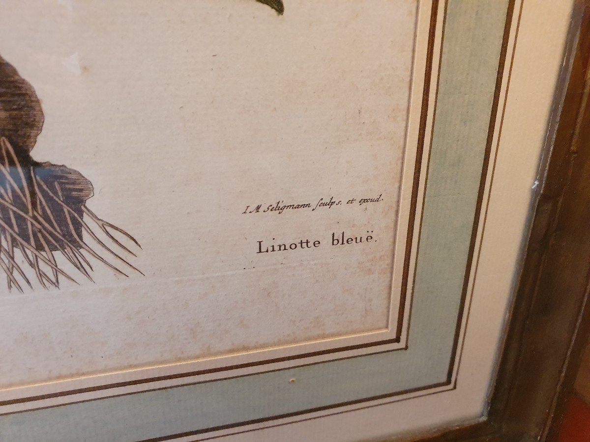Paire De Gravures , Oiseaux , JM Seligmann , Papier , XVIII°. -photo-5