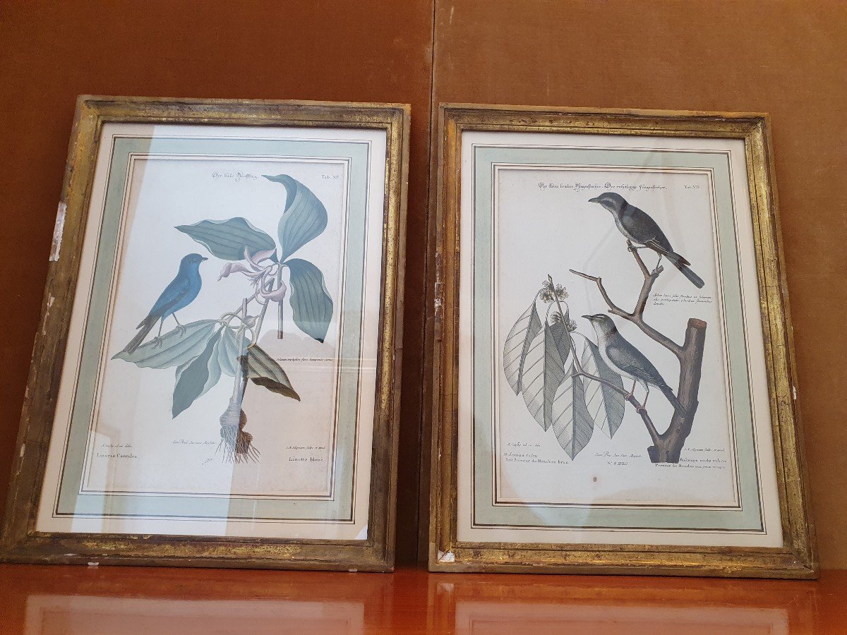Paire De Gravures , Oiseaux , JM Seligmann , Papier , XVIII°. 