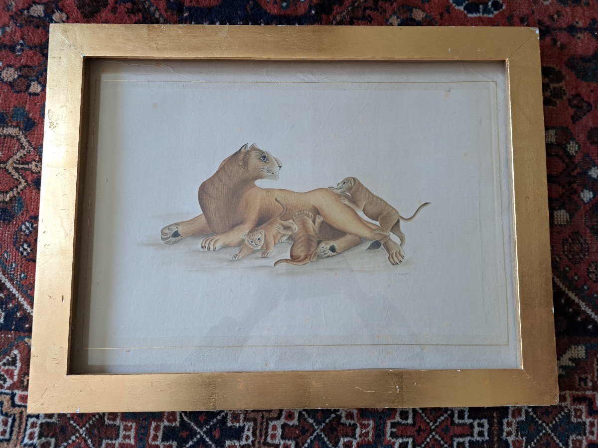 La Roche Laffitte, Lioness And Lion Cubs, Watercolor, 20th Century. -photo-2