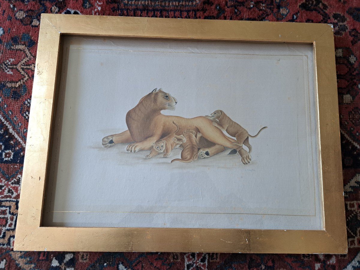 La Roche Laffitte, Lioness And Lion Cubs, Watercolor, 20th Century. -photo-1