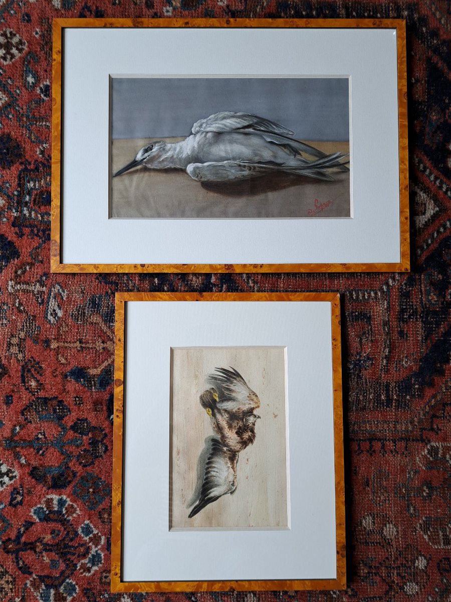 Count Of Passage, Suite Of Two Watercolors Of Birds, 19th Century. -photo-2