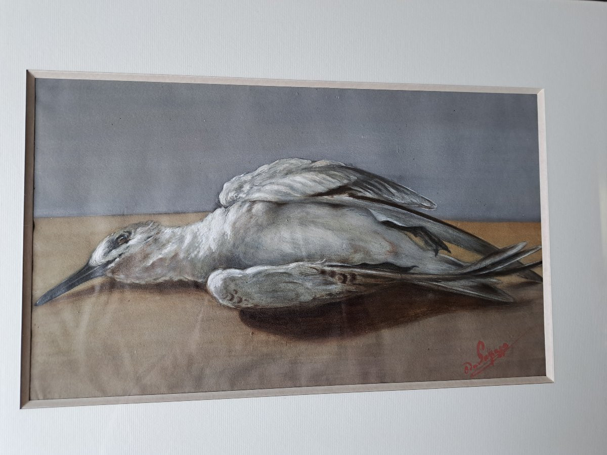 Count Of Passage, Suite Of Two Watercolors Of Birds, 19th Century. -photo-4