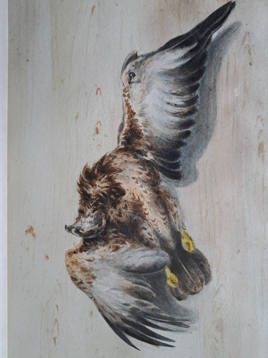 Count Of Passage, Suite Of Two Watercolors Of Birds, 19th Century. -photo-4