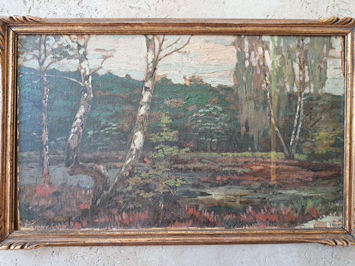 Marais et bouleaux , Huile sur papier , Signé , XX°. -photo-2