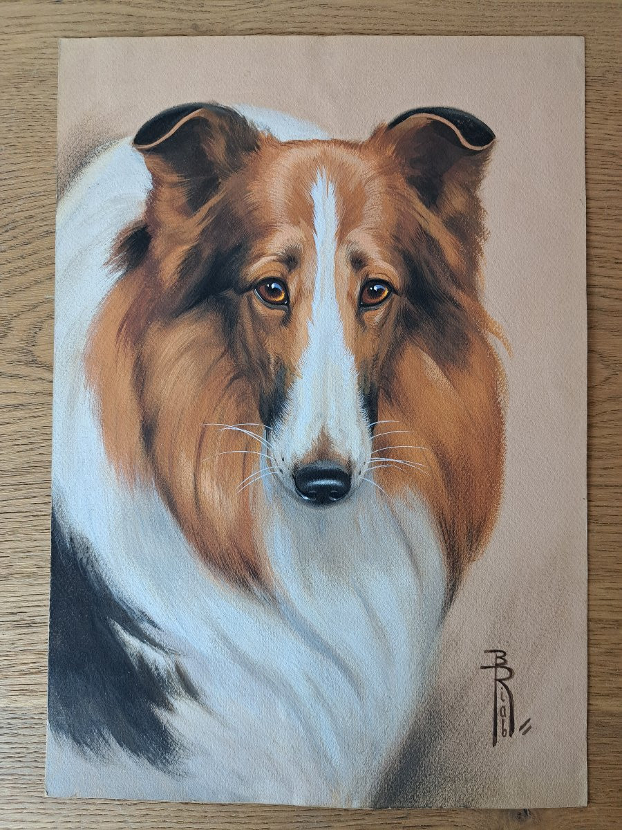 Riab, Portrait Of A Collie, Gouache On Paper, Early 20th Century. -photo-2
