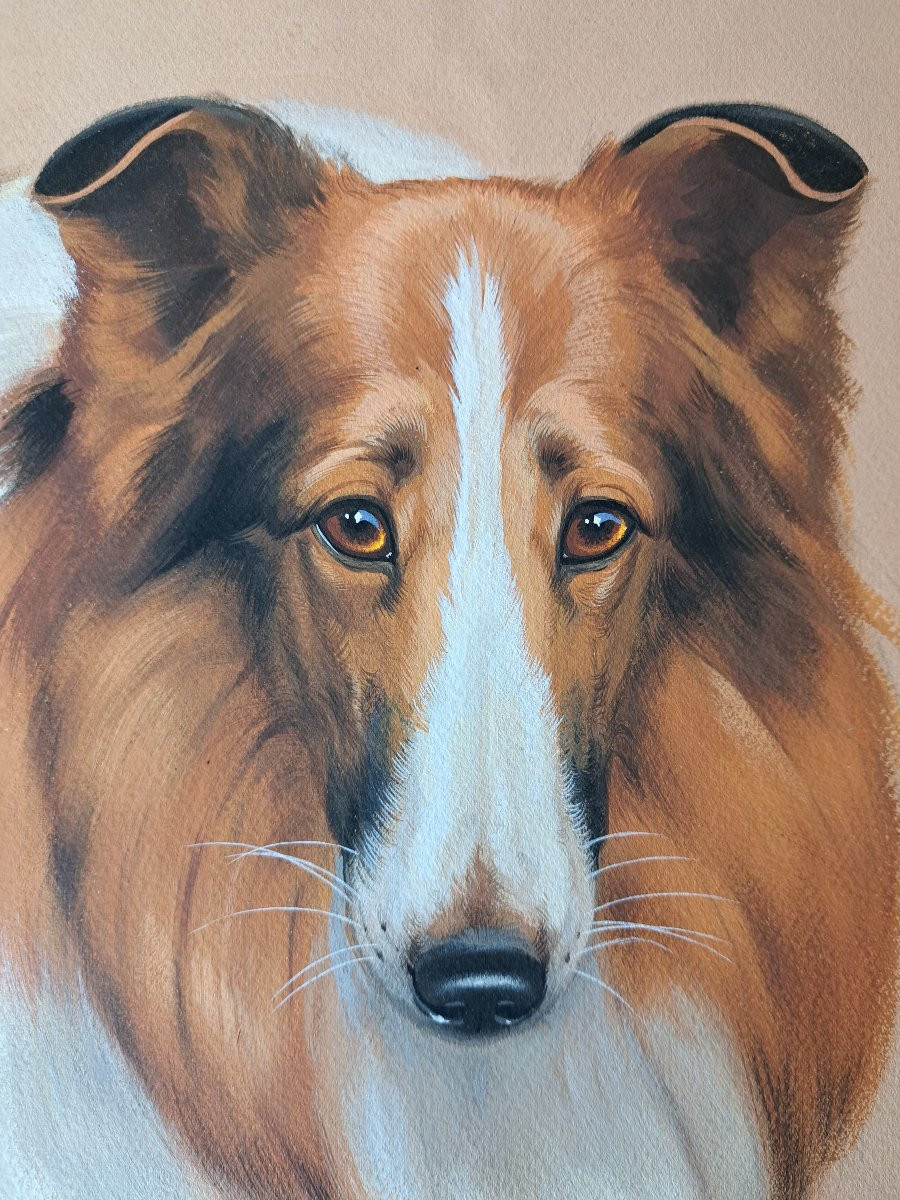 Riab, Portrait Of A Collie, Gouache On Paper, Early 20th Century. -photo-3