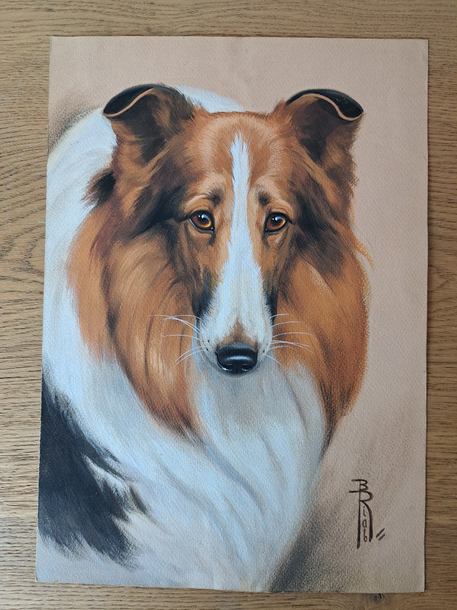 Riab, Portrait Of A Collie, Gouache On Paper, Early 20th Century. 