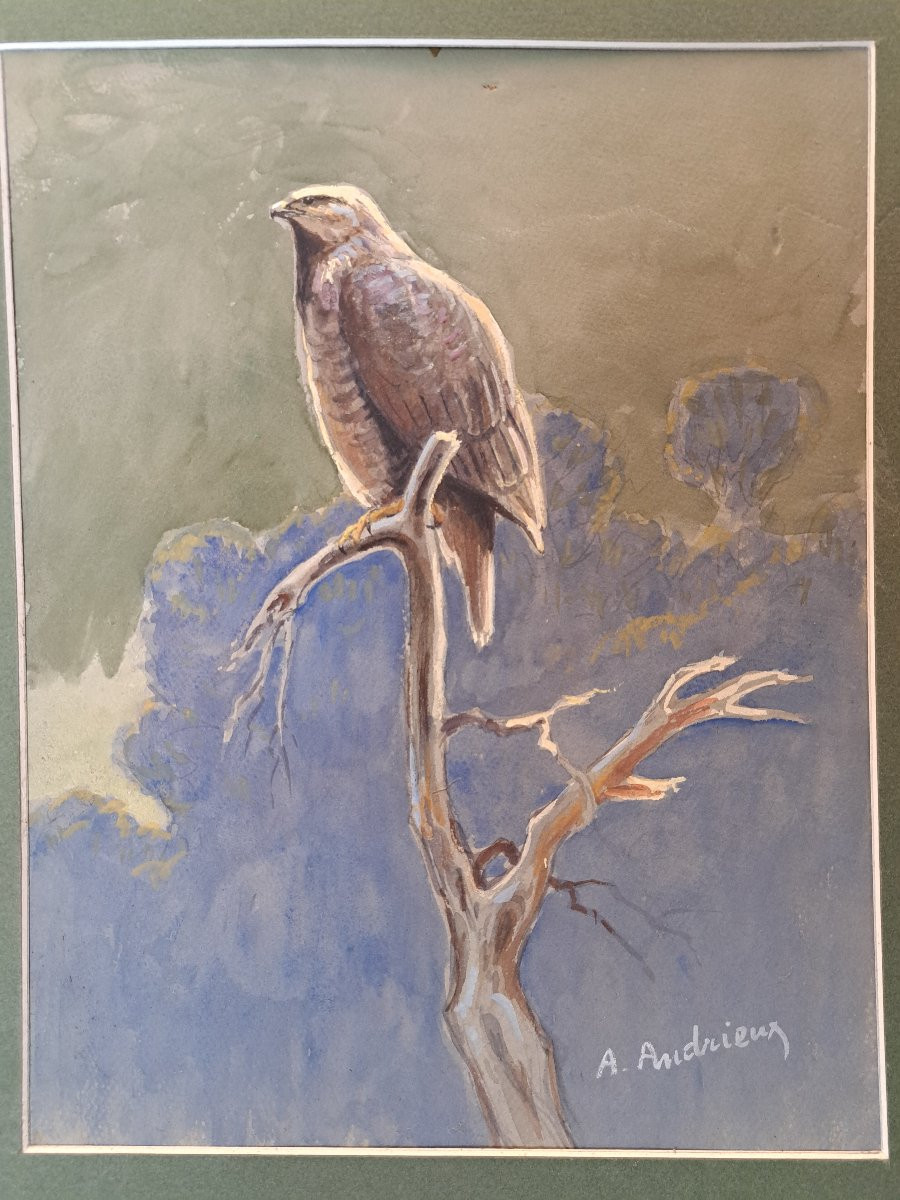 Alfred Andrieux, Falcon On Its Branch, Watercolor, Early 20th Century. -photo-2