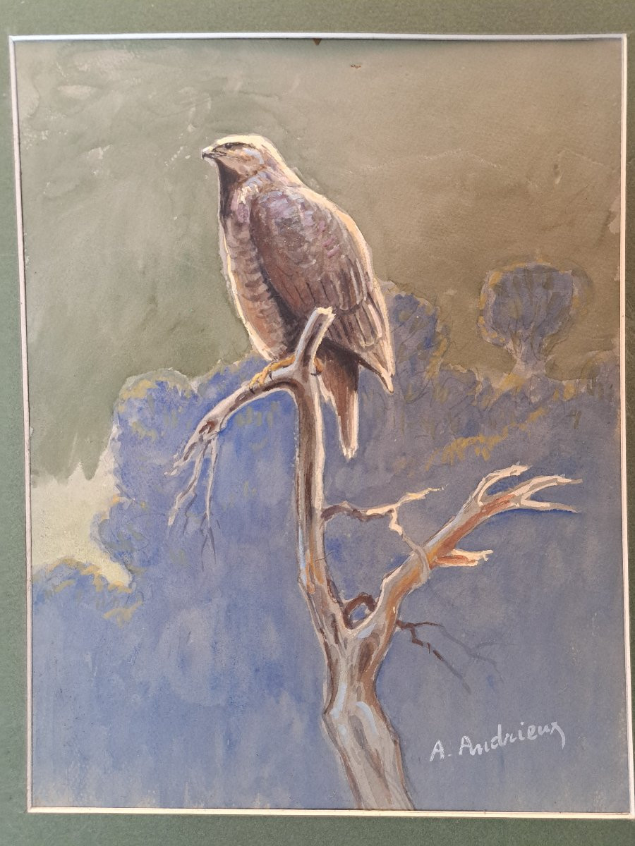 Alfred Andrieux, Falcon On Its Branch, Watercolor, Early 20th Century. -photo-3