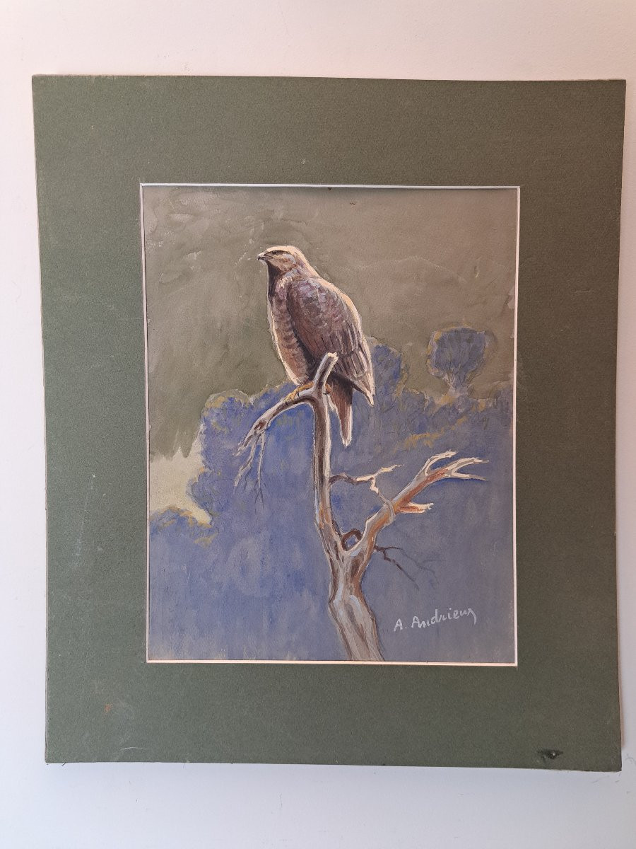 Alfred Andrieux, Falcon On Its Branch, Watercolor, Early 20th Century. -photo-2