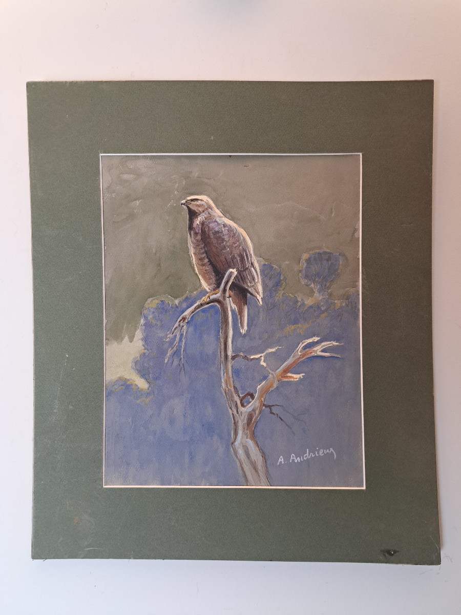 Alfred Andrieux, Falcon On Its Branch, Watercolor, Early 20th Century. 