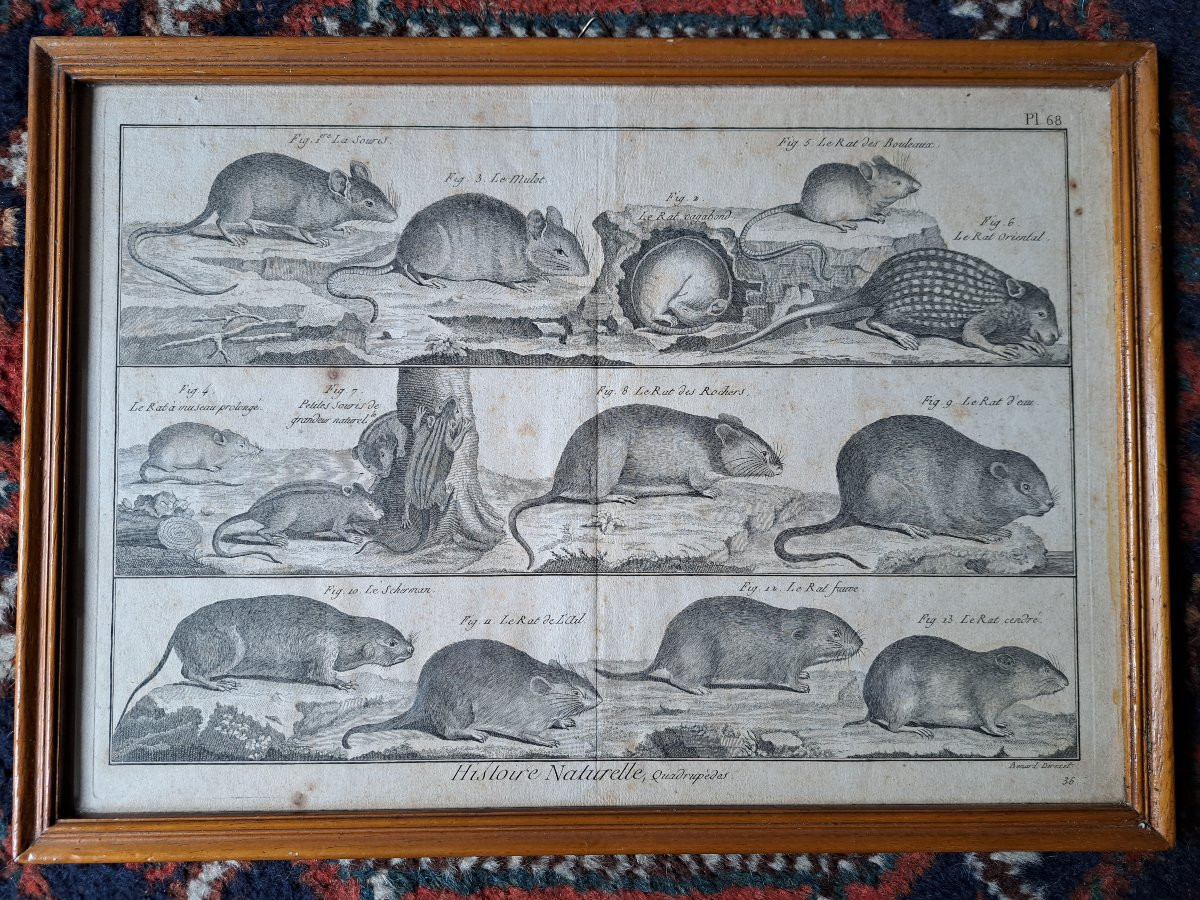 Bénard, The Quadrupeds, The Rats And Mice, Engraving, 18th Century. -photo-2