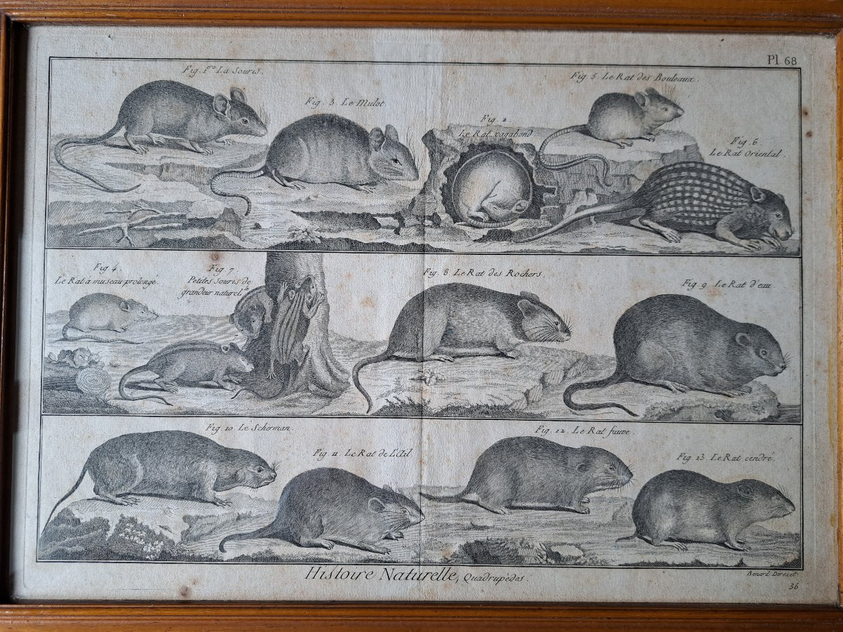 Bénard, The Quadrupeds, The Rats And Mice, Engraving, 18th Century. -photo-4
