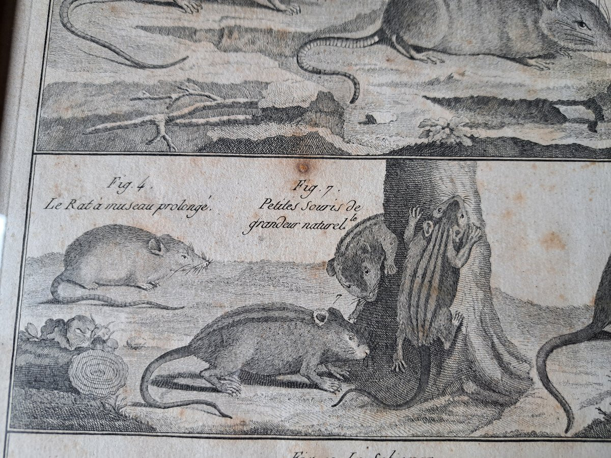 Bénard, The Quadrupeds, The Rats And Mice, Engraving, 18th Century. -photo-2