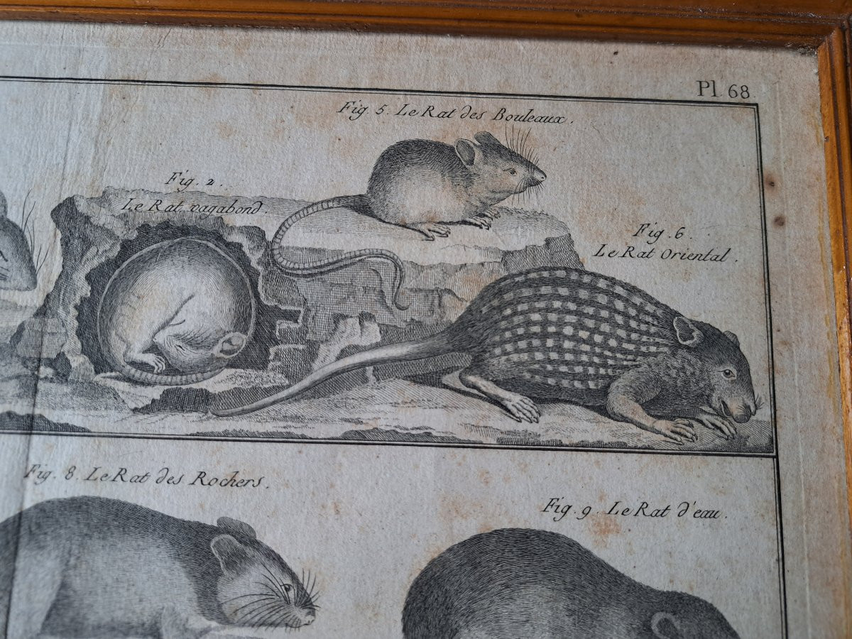 Bénard, The Quadrupeds, The Rats And Mice, Engraving, 18th Century. -photo-3