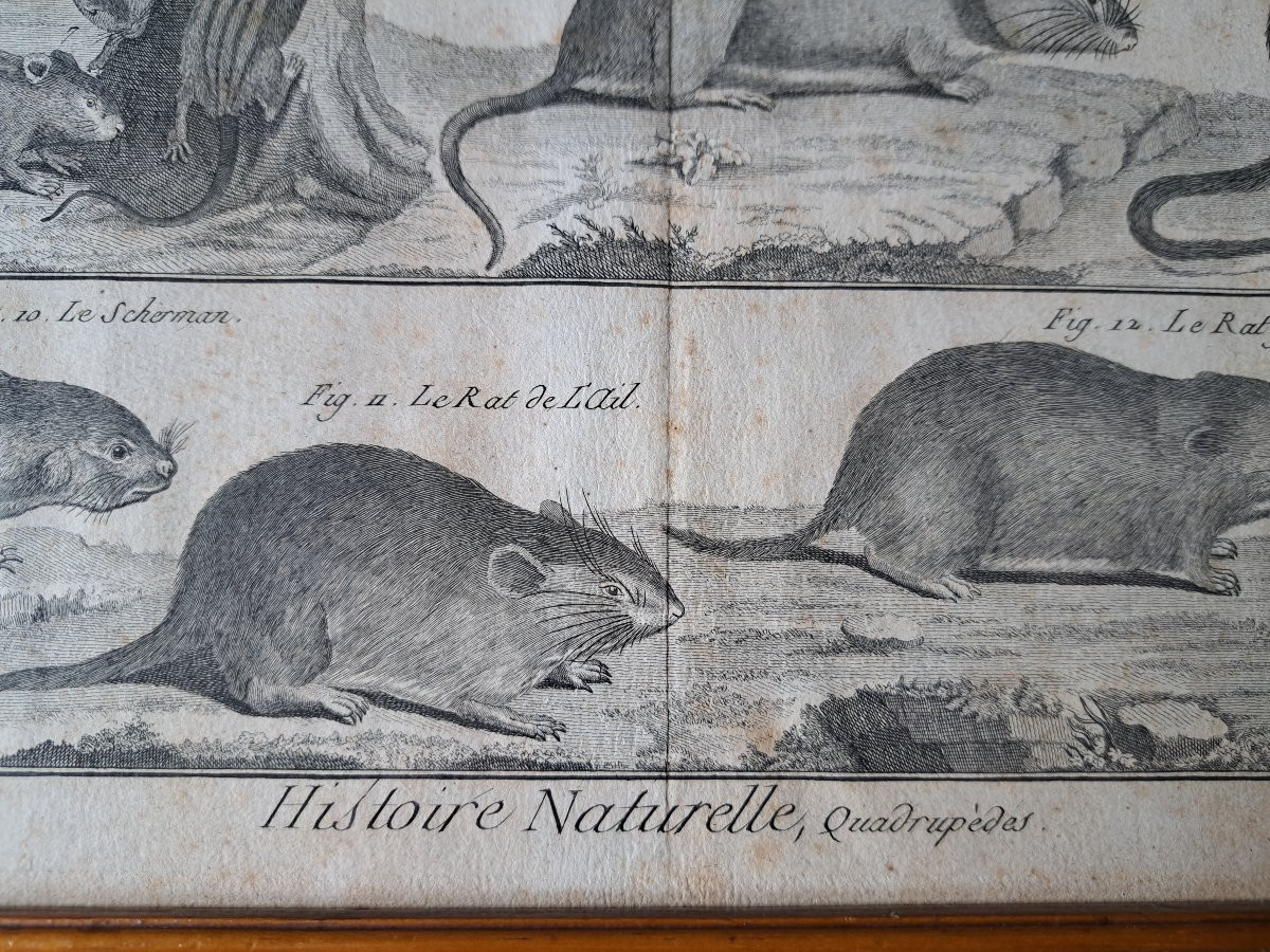 Bénard, The Quadrupeds, The Rats And Mice, Engraving, 18th Century. -photo-4