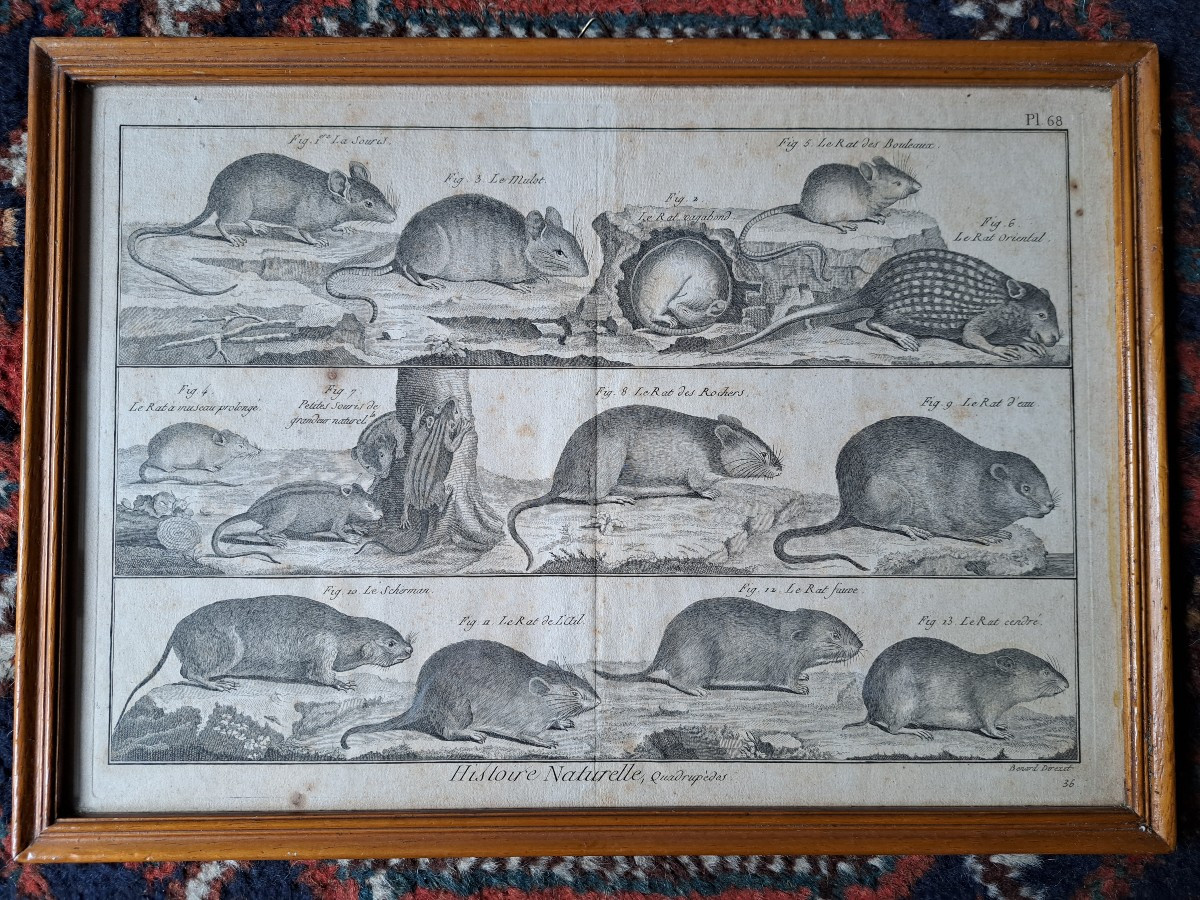 Bénard, The Quadrupeds, The Rats And Mice, Engraving, 18th Century. 